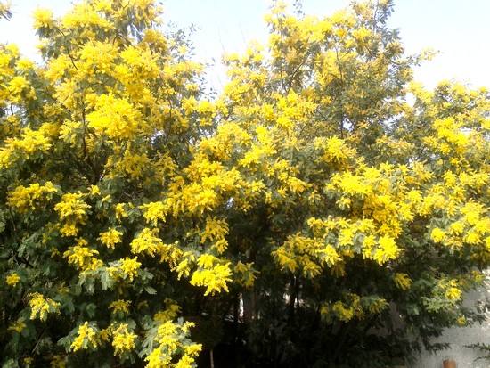 mimosas