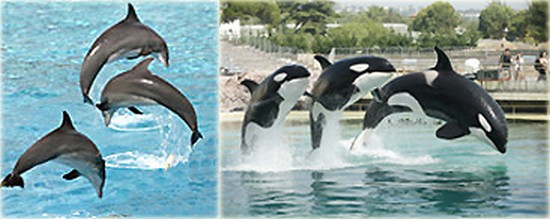 marineland-antibes
